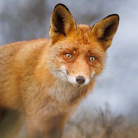 Red fox close-up van Pim Leijen