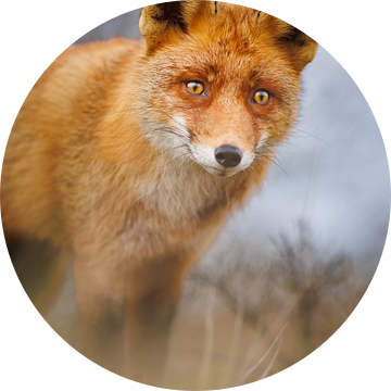 Red fox close-up