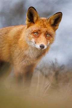 Red fox close-up van Pim Leijen