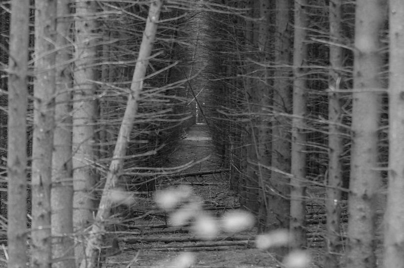 Landschap BW by Cor Bak