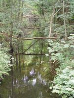 wachten op de ijsvogel