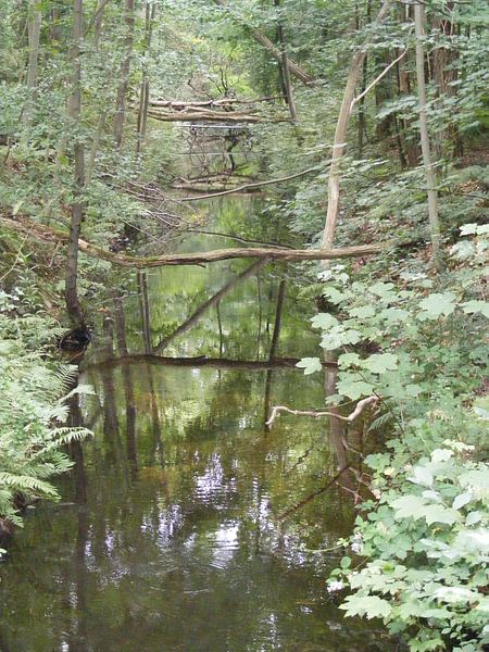 wachten op de ijsvogel by Mirjam van Ginkel