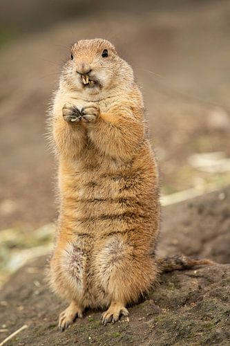 Monochrome Prairie Dog