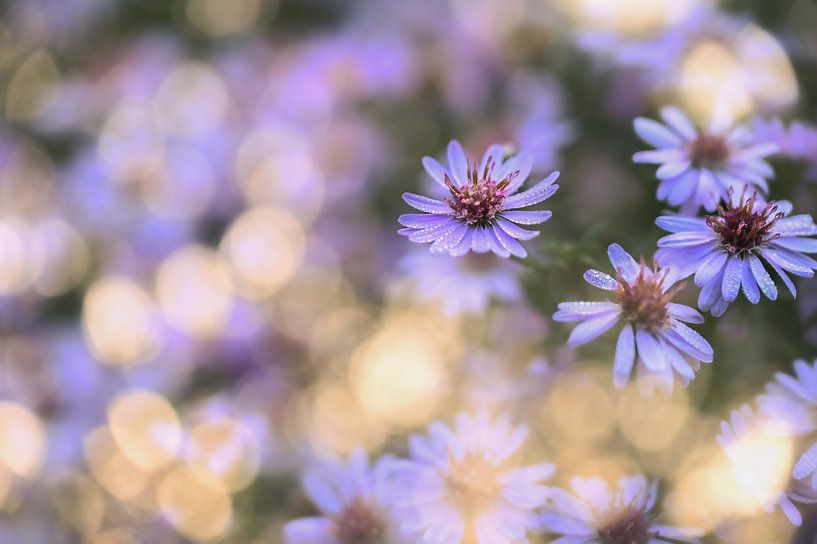 flowers part 424 by Tania Perneel