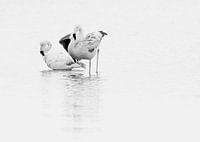 Flamingo's