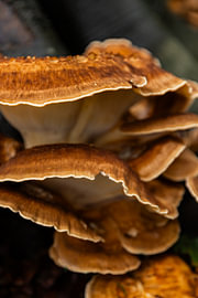 colour of fungi by Lizette Warnars