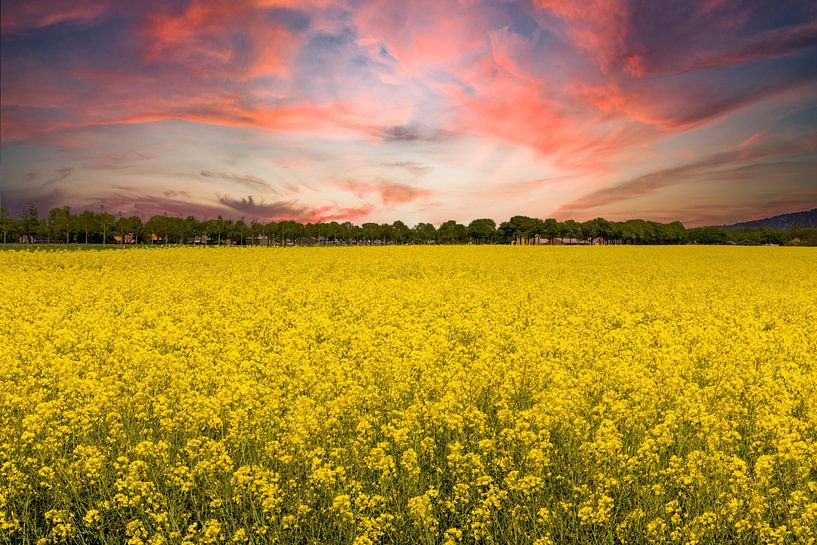Rapeseed fields in the Netherlands. by Gert Hilbink