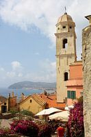 Cervo