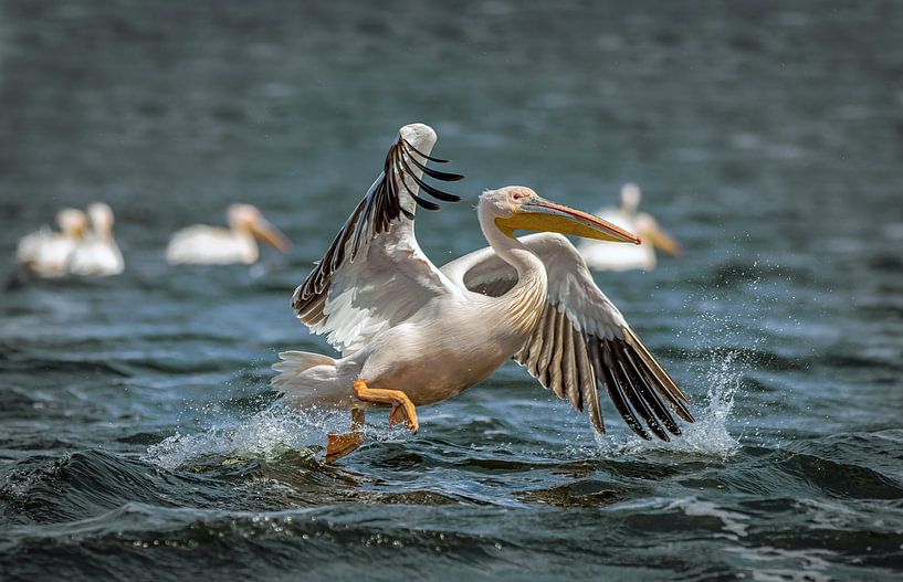 Pelican by Lisette van Peenen