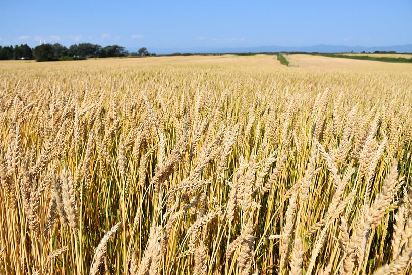 A wheat field in summer by Claude Laprise