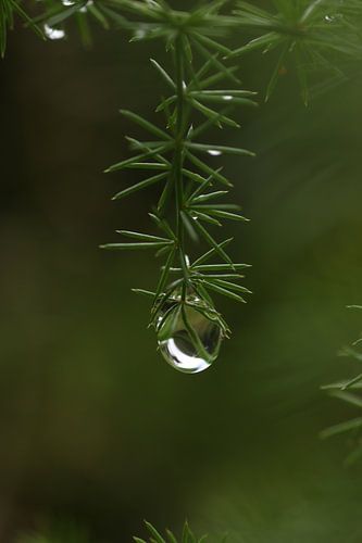 Hangende waterdruppel