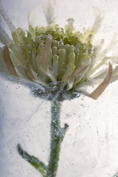 Gele chrysant in ijs 2 van Marc Heiligenstein