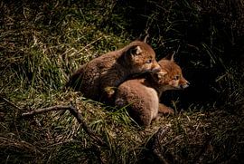 Cub by John de Vent