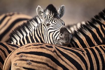 Portrait of a Plains zebra in a herd by Chris Stenger