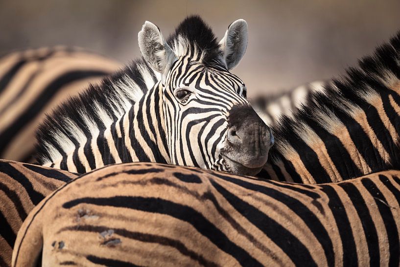 Portret van een Steppezebra in een kudde van Chris Stenger