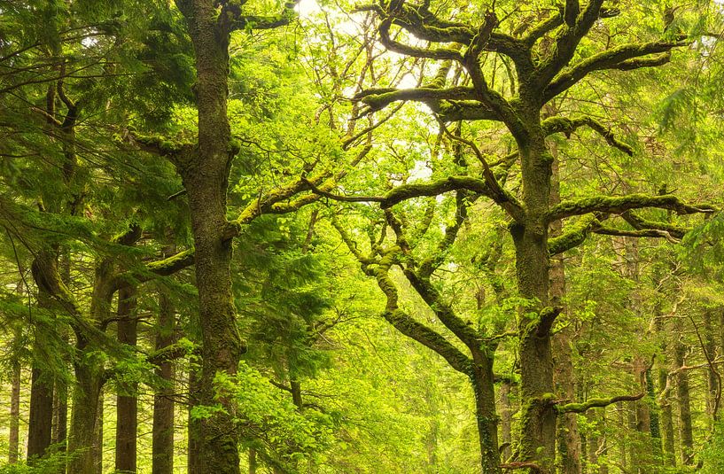 Killarney National park (Ierland) van Marcel Kerdijk