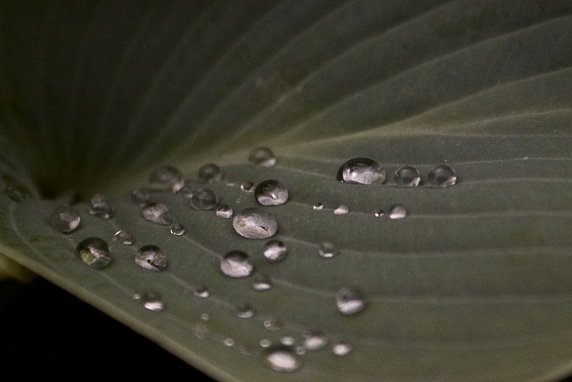 Hosta met regendruppeltjes van foto-fantasie foto-fantasie