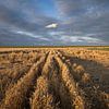 Photo de champs de blé dans la province de Groningen sur Bas Meelker