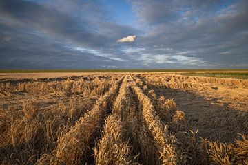 Ein Foto von Getreidefeldern mit Weizen in der Provinz Groningen