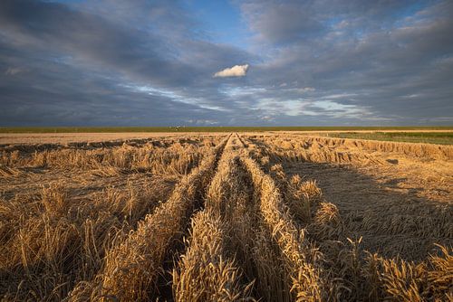 Een foto van graanvelden met tarwe in de provincie Groningen