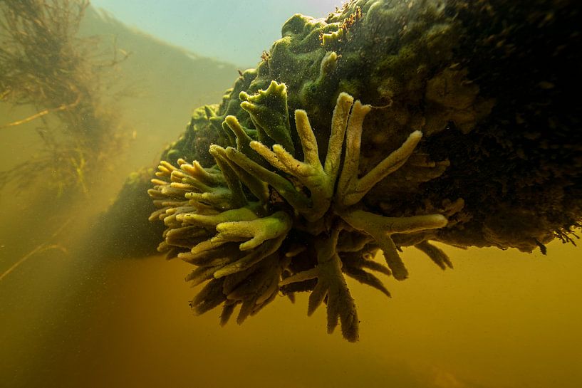 Sponge by Matthijs de Vos