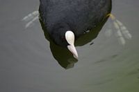 Boze meerkoet 2