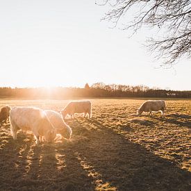 Groep Schotse Hooglanders in avondzon van Rob Veldman