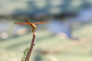 An dragonfly on a stick