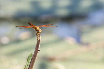 An dragonfly on a stick van Marcel Derweduwen