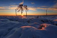 The burnt forest at dawn. by Sven Broeckx thumbnail