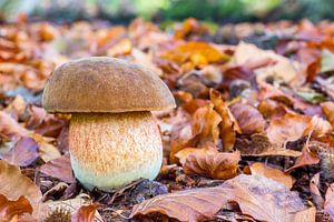 Braune Pilz wächst zwischen Blättern im Wald