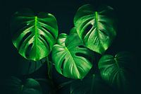 Monstera Deliciosa
