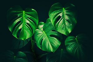 Monstera Deliciosa