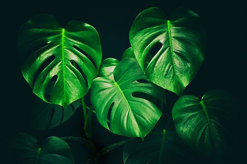 Monstera Deliciosa