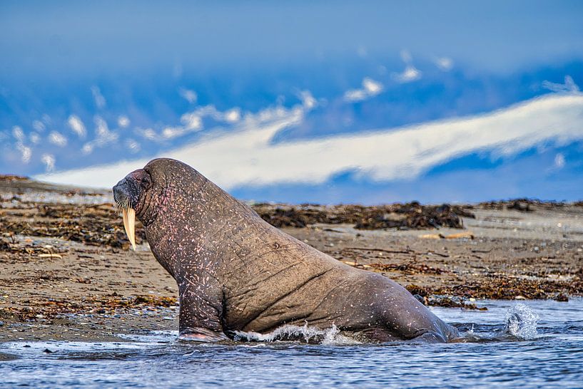 Walrus op Spitsbergen van Kai Müller