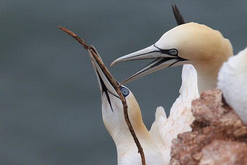 Jan-van-genten Helgoland Eiland Duitsland