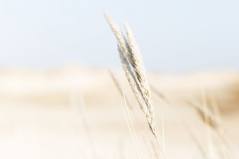 Strand en Duinen  par Chantal Cornet