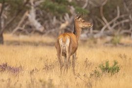 Cerfs sur le Hoge Veluwe, période de rut.