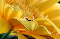 Gerbera mit Tautropfen  van Liz Collet thumbnail