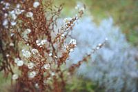 vervaagde herfstasters voor lavendel