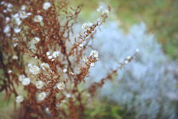 verblühte Herbstastern vor Lavendel von Steffi Hommel
