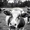 TW living - black white photo - cow 4 van TW living
