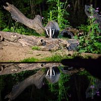 Badger with mirror image