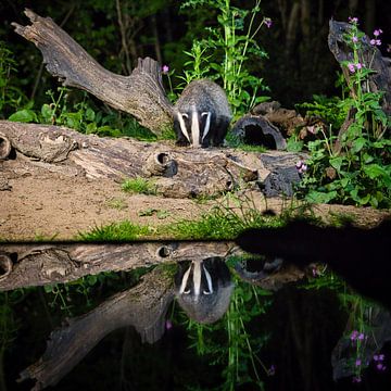 Badger with mirror image by Fred Hiemstra