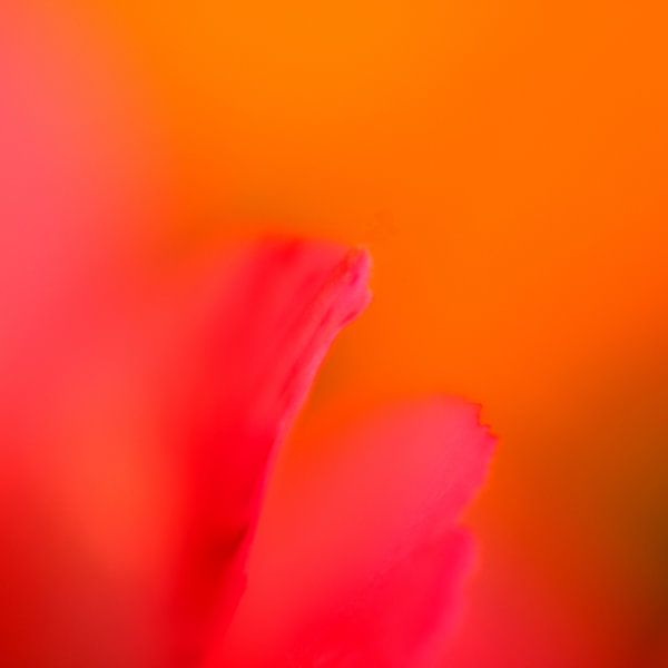 Farben und Formen 1 von Jaap Tanis