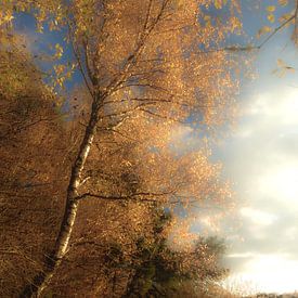 Birch in soft autumn light by Tilja Jansma