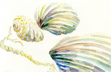 Meeresgetier - Muscheln