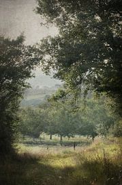 Sommer von Dan Courtice