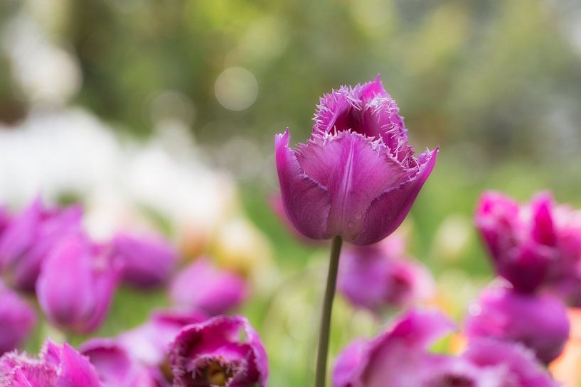 Violette Tulpe von Michael van der Burg