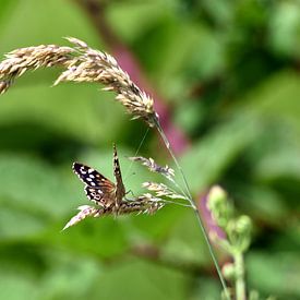 Schmetterling von Silvia Nijholt